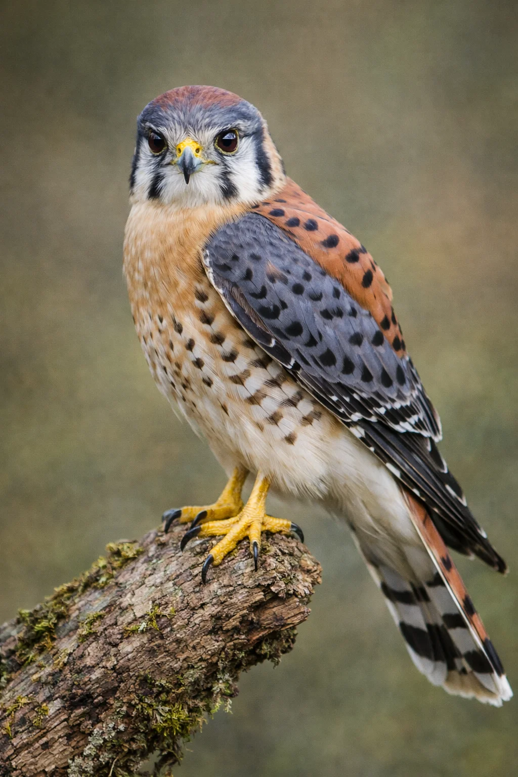 American Kestrel
