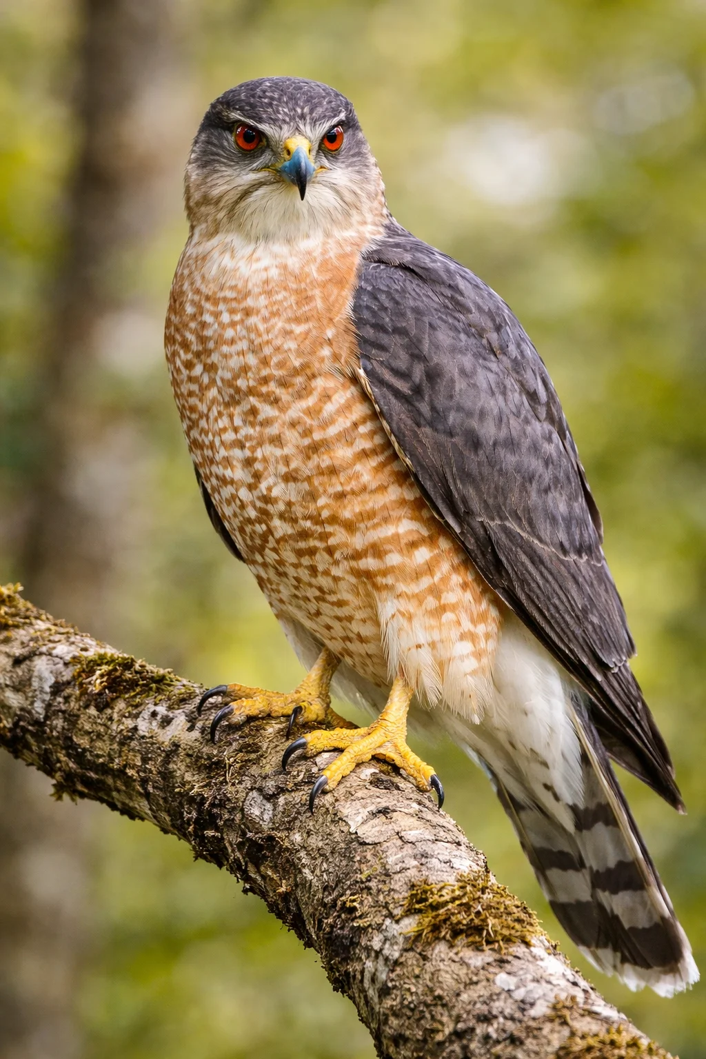 Cooper's Hawk