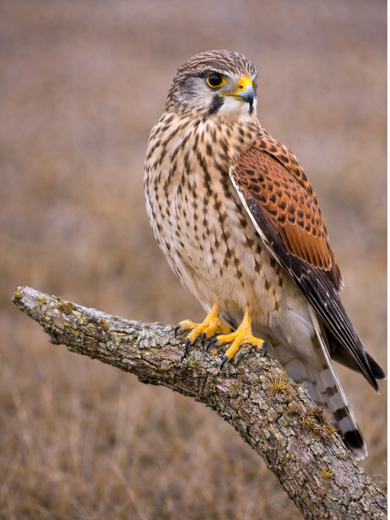 Eurasian Kestrel