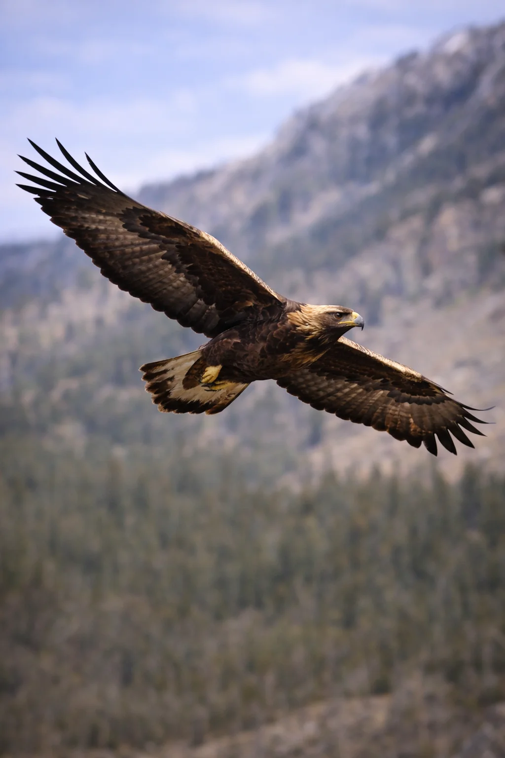 Golden Eagle