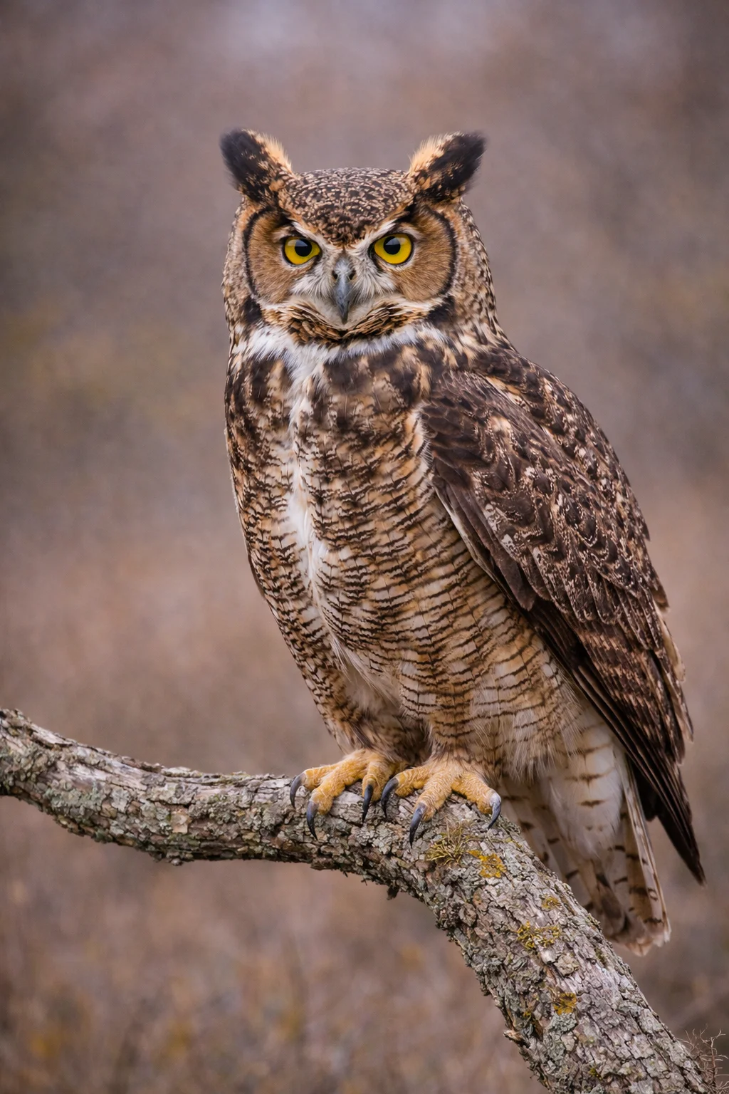 Great Horned Owl