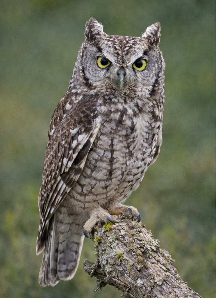 Long-eared Owl