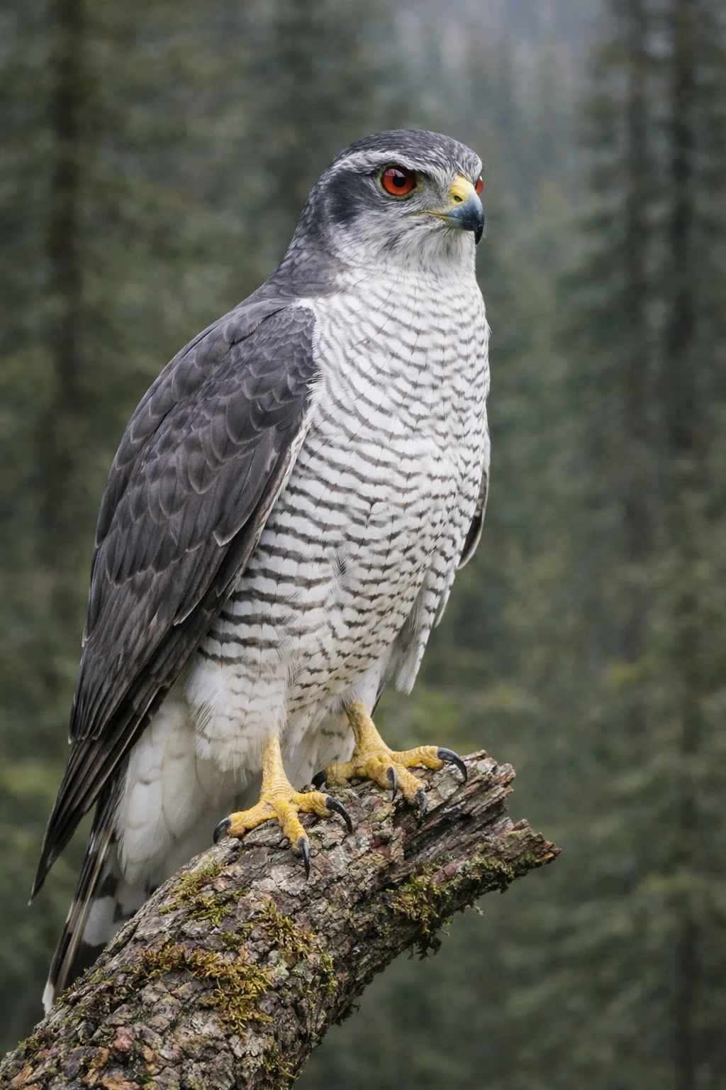 Northern Goshawk