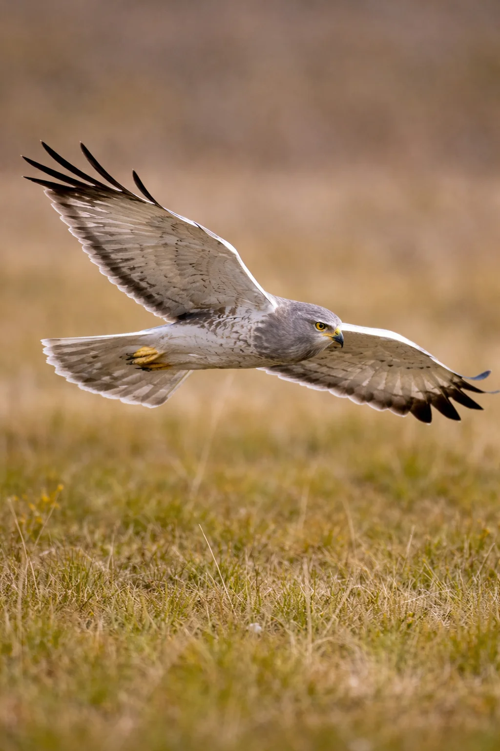 Northern Harrier