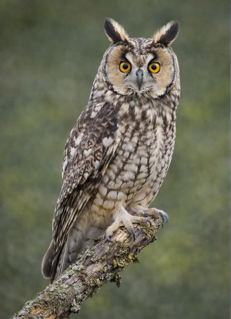 Northern Pygmy-Owl