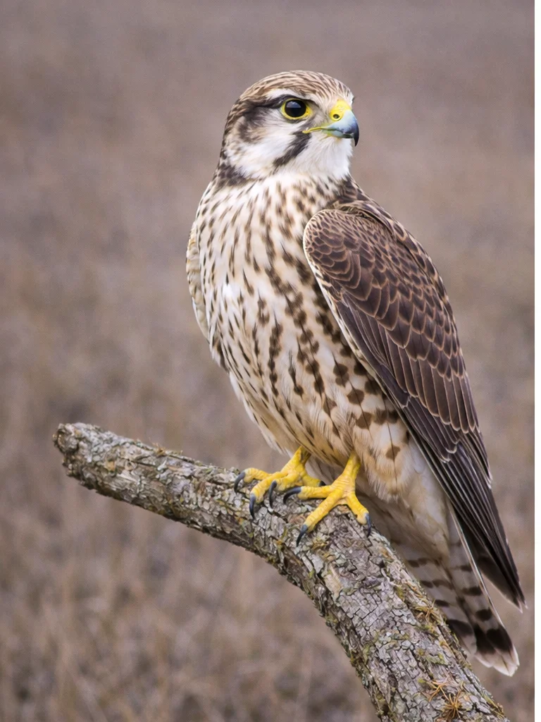 Saker Falcon