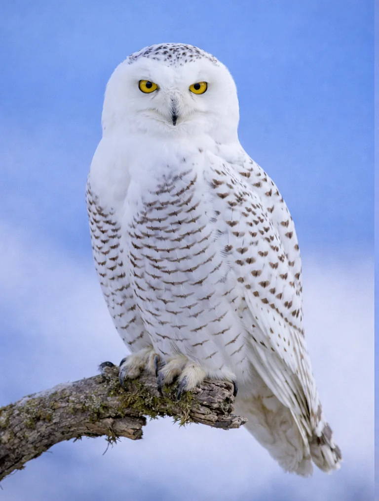 Short-eared Owl