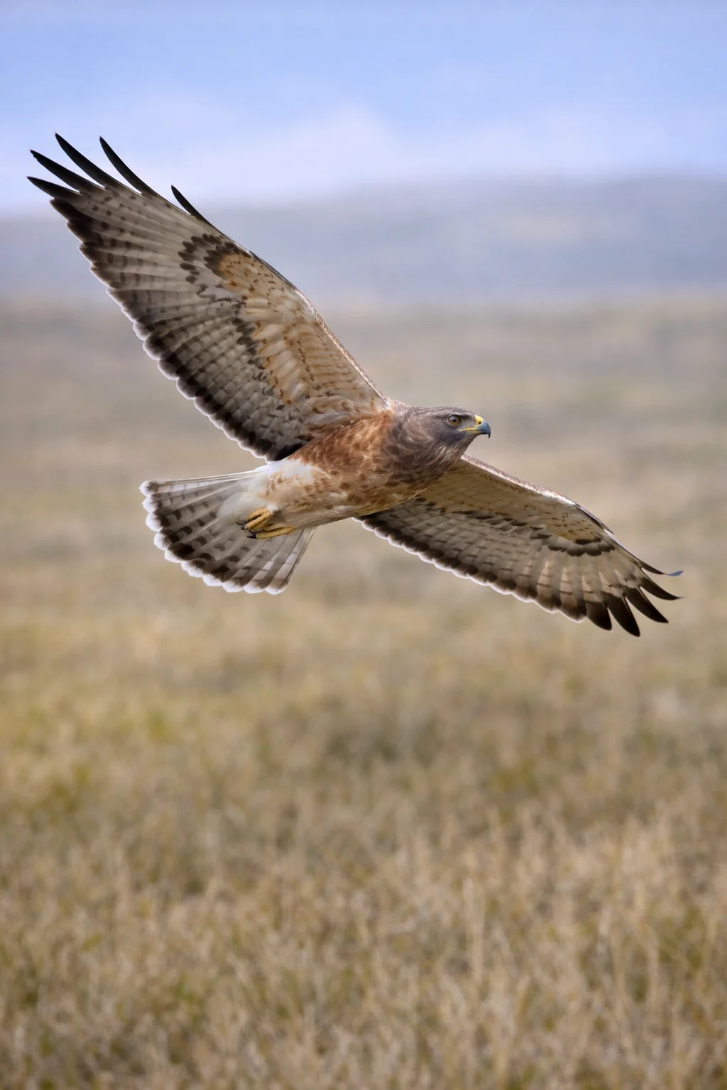 Swainson's Hawk